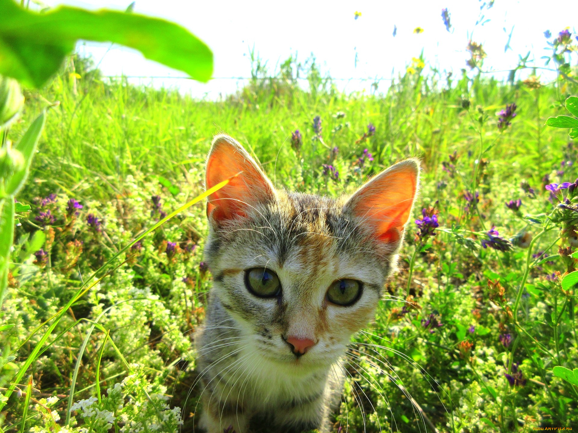 Кошачьи лета. Котенок и лето. Кошка на лугу. Луговая кошка. Котенок на лугах.